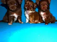 ,Чихуахуа  шоколадные  и другие малыши, фотография 6
