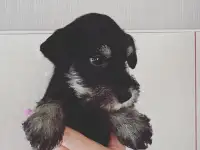 Цвергшнауцер мальчики, фотография 2