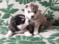 Щенок хаски, фотография 3