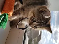 Котята шотландской короткошерстной, фотография 10