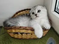 Скоттиш-страйт, шотландцы, фотография 2