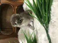 Шотландские вислоухие котята, фотография 3