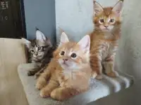 котята Мейн-кун