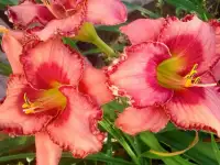 Лилейники, фотография 6