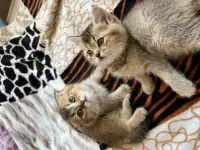 Шотландские вислоухие котята, фотография 4