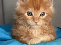 Котята Мейн-кун, фотография 4