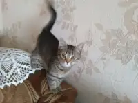 Кошечку в дар., фотография 3