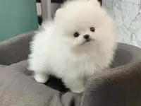 Шчанюк памеранскага шпца