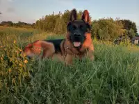 Вязка немецкой овчарки, фотография 3
