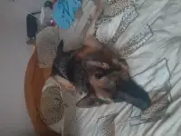 Срочно!!! Продам овчарку, фотография 4
