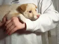 Щенок