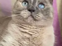 Союшка. Кошка Соя. Привита, кастрирована, фотография 9