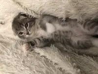 Шотландские вислоухие котята, фотография 7