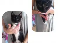 Котодевочка Еня в дар
