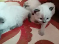Котята Невская Маскарадная, фотография 3