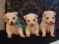 Мальтийской болонки щенки, фотография 4