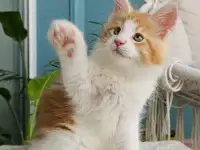 Котенок мейн кун из питомника, фотография 2