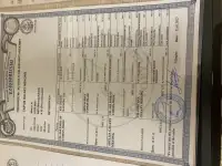 Котята Меконгский бобтейл, фотография 7