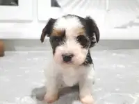 Щенки бивер-йорк, фотография 4