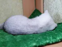 Британские серебристые котята, фотография 5
