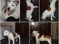 Английский стаффордширский бультерьер, фотография 2