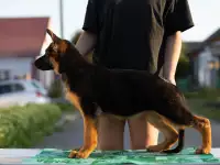 Щенки немецкие овчарки, фотография 8