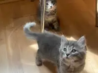 пушистые котята в дар