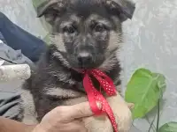 Немецкий овчарки щенки, фотография 4