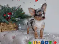 Чихуахуа мини мальчик.Эксклюзив., фотография 3