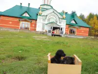 Щенки, фотография 4