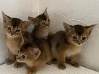 Абиссинские котята, фотография 12