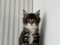 Очаровательный Котенок Мейн-Кун, фотография 5