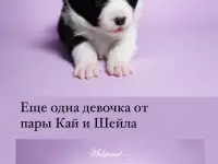 бордер-колли щенки из питомника, фотография 7