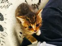 Котята. Даром. Срочно!!!, фотография 4