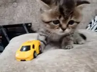 Шотландские котята