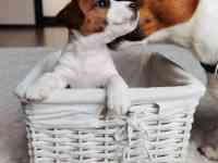 Чистокровные, гладкошерстные щенки Джек Рассел терьера с родословной БКО /FCI., фотография 5
