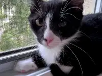Котёнок в добрые руки, фотография 3