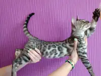 Бенгальские котята
