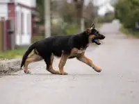 Щенки немецкие овчарки, фотография 10