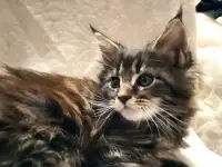 Продаются котята, фотография 4
