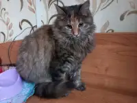 Отдам в добрые руки, фотография 3