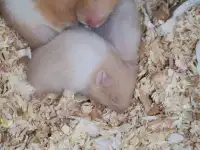 Красивые молоденькие хомячки, фотография 2