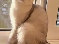 Котята шотландские, фотография 7