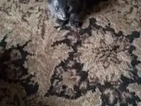 Дарю котят., фотография 3