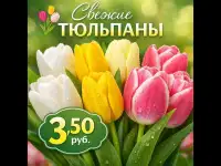 Свежие тюльпаны разных цветов в наличии