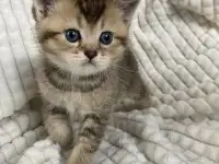 Шотландские котята голубая золотая шиншилла, фотография 5