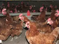 Куры несушки доставка по району, фотография 2
