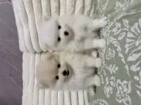 Померанский шпиц мальчики, фотография 2