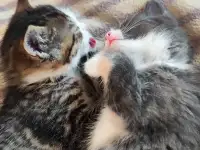 Котята, фотография 3