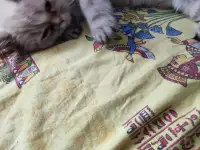 Шотландские котята, фотография 2